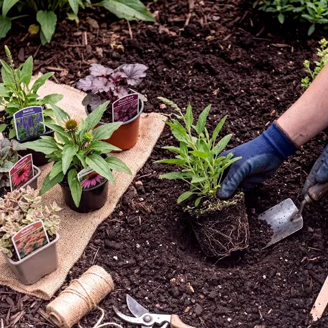 Essig Alder – Ganzjährige Gartenpflege